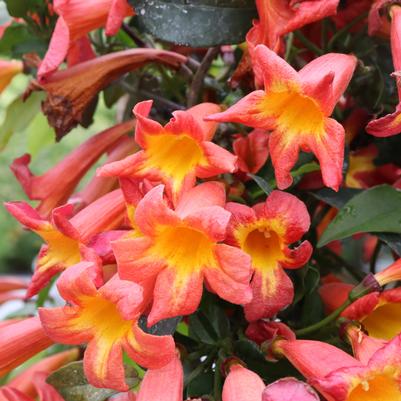 Bignonia capreolata Dressed to Thrill®