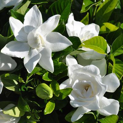 Gardenia Summer Snow