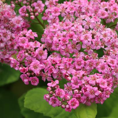 Spiraea betulifolia Glow Girl® Pink