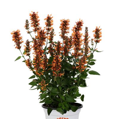 Agastache hybrida 'Honeysticks Ember'