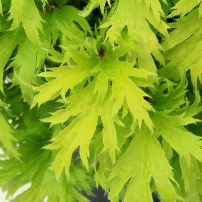 Heuchera FYRE WING™ 'Heliodor'