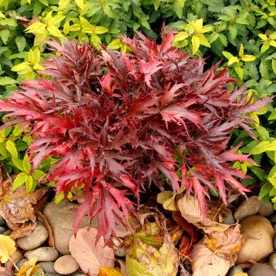 Heuchera FYRE WING™ 'Hematite'