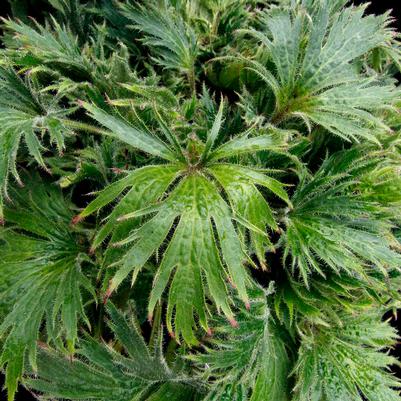 Heuchera FYRE WING™ 'Jadeite'