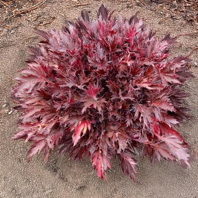 Heuchera FYRE WING™ 'Spinel'