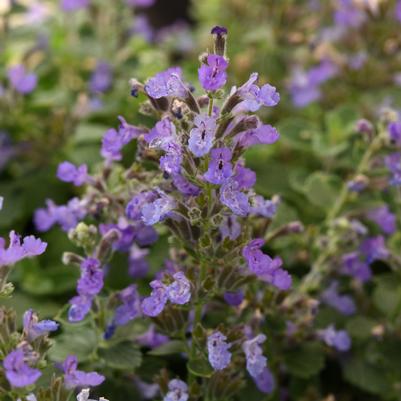 Nepeta faassenii 'Mini Walker Blue'
