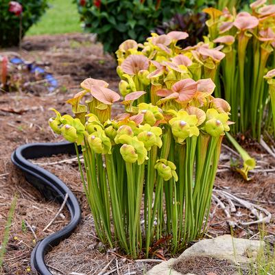 Sarracenia flava 'Copper Top'