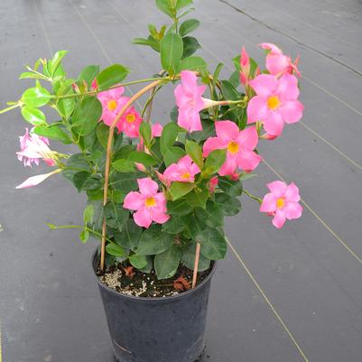 Mandevilla Bella Pink- Trellis