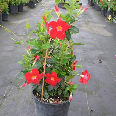 Mandevilla Alpine Star (Red) - Trellis
