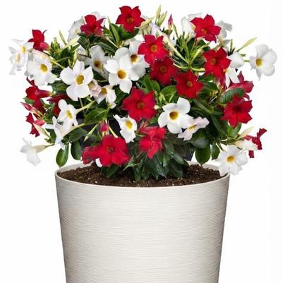 Mandevilla Sundenia® Bloom Bash