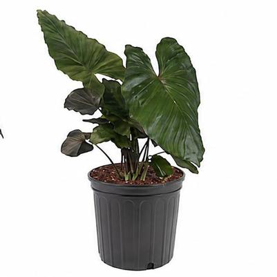 Alocasia Metal Head