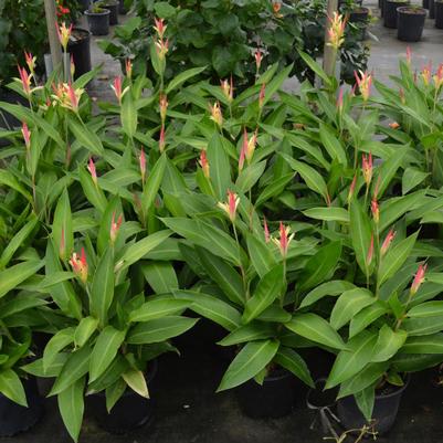 Heliconia 'Ruby Parrot'