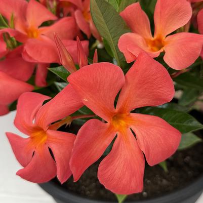 Mandevilla SUN PARASOL® XP Maui Sunset