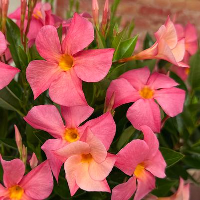 Mandevilla SUN PARASOL® FIREDUP® Magic Pink