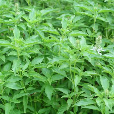 Basil Lemon