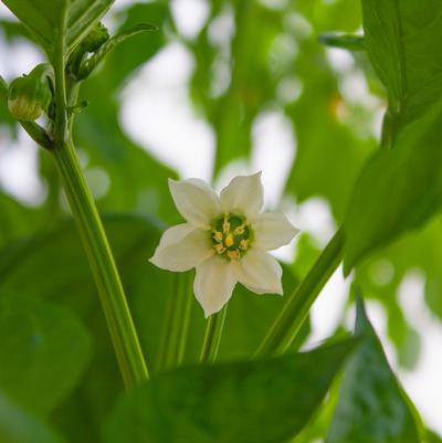 Pepper 'California Wonder'