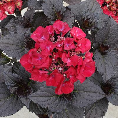 Hydrangea macrophylla Tuxedo® Black Tie