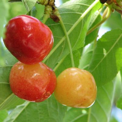 Prunus 'Rainier'