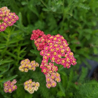 Achillea millefolium Skysail Fire