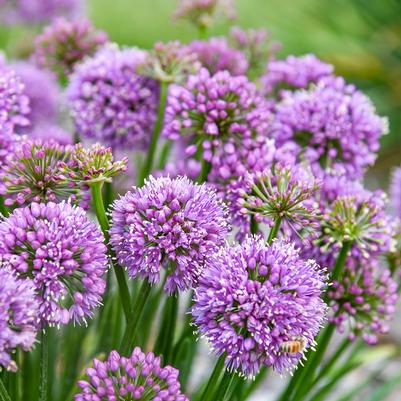 Allium 'Poms Away'