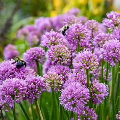 Allium 'All the Buzz'