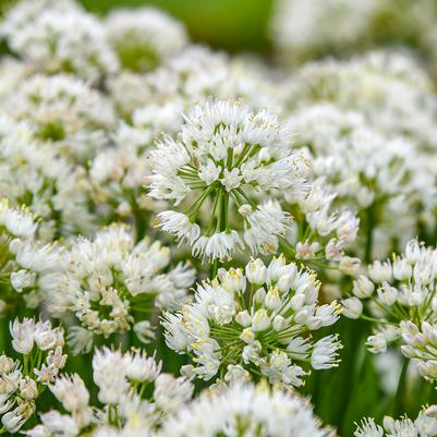 Allium 'Needlepoint'