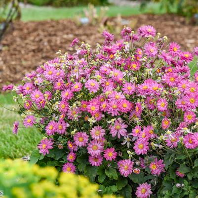 Anemone hybrid Fall in Love® 'Deeply'