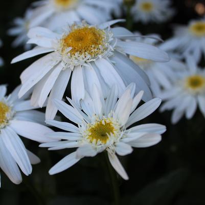 Leucanthemum maximum Sweet Daisy™ Birdy