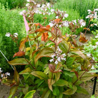 Penstemon Prairie Palooza&reg; 'Copper Tones'