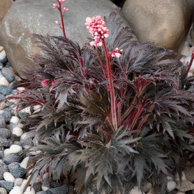 Heuchera FYRE WING® 'Jet'