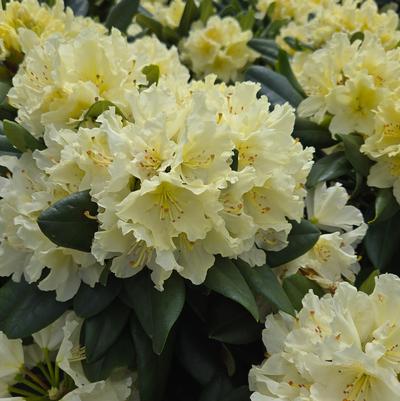 Rhododendron Capistrano