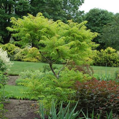 Rhus typhina Tiger Eyes®