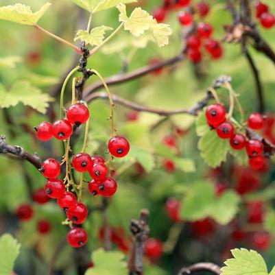Ribes rubrum 'Red Lake'