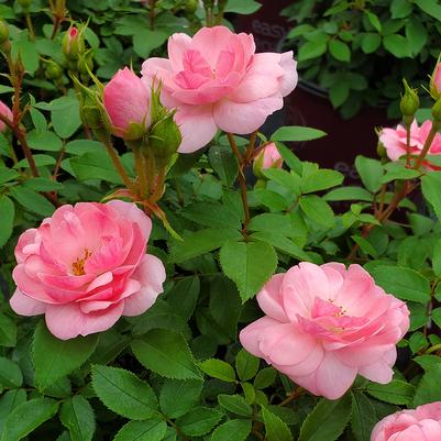 Rosa Easy Elegance® Pinktopia