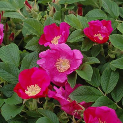 Rosa rugosa 