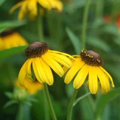 Rudbeckia fulgida 'Viettes Little Suzy'