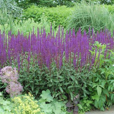 Salvia nemorosa 'Caradonna'