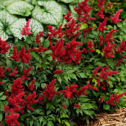 Astilbe arendsii 'Fanal'