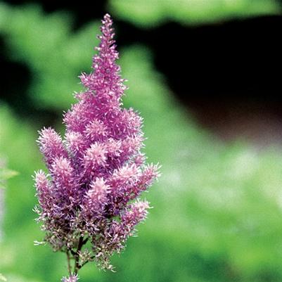 Astilbe chinensis Pumila