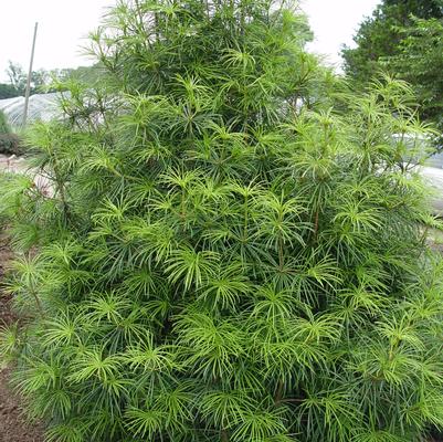 Sciadopitys verticillata 