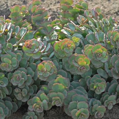 Sedum sieboldii 