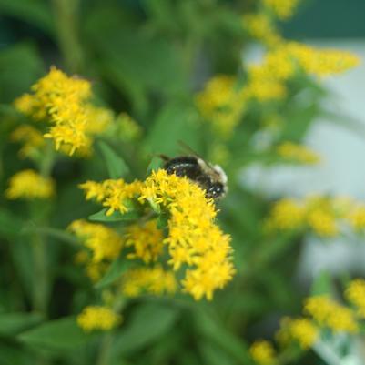 Solidago rugosa 'Fireworks'