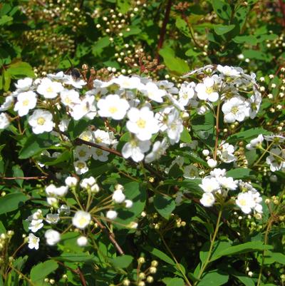 Spiraea x vanhouttei 'Renaissance'