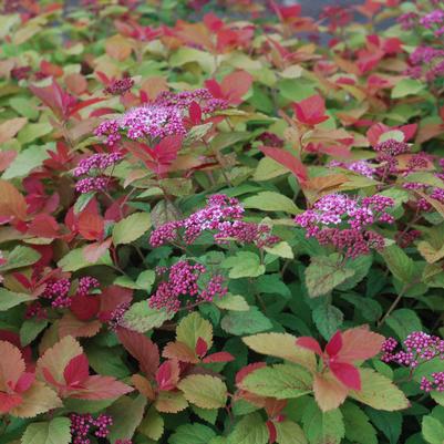 Spiraea x Double Play® Double Play Big Bang®