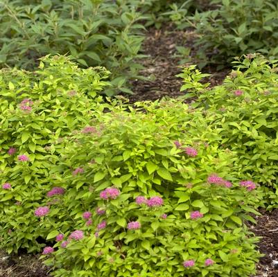 Spiraea japonica Double Play® Double Play® Gold
