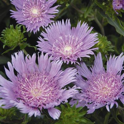 Stokesia laevis 'Peachies Pick'