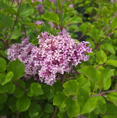 Syringa meyeri 'Palibin'