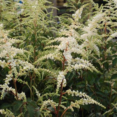 Astilbe japonica Deutschland