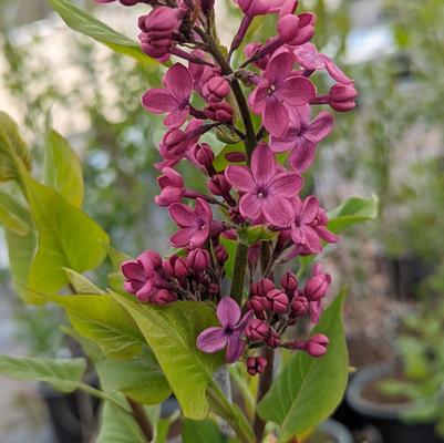 Syringa X hyacinthiflora 'Declaration'