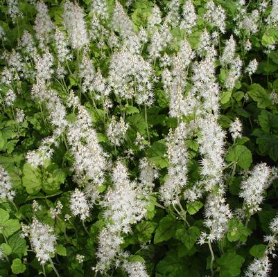 Tiarella cordifolia 'Running Tapestry'