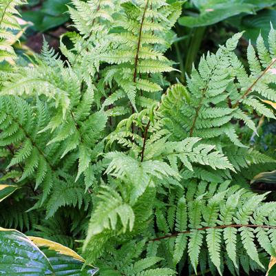 Athyrium filix-femina 'Lady in Red'